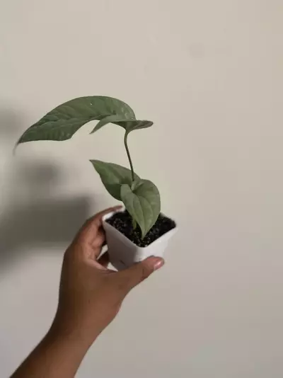 plant/Rare Monstera Spider-Man Starter Plant Philodendron Royal Queen Bundle-1-thumbnail