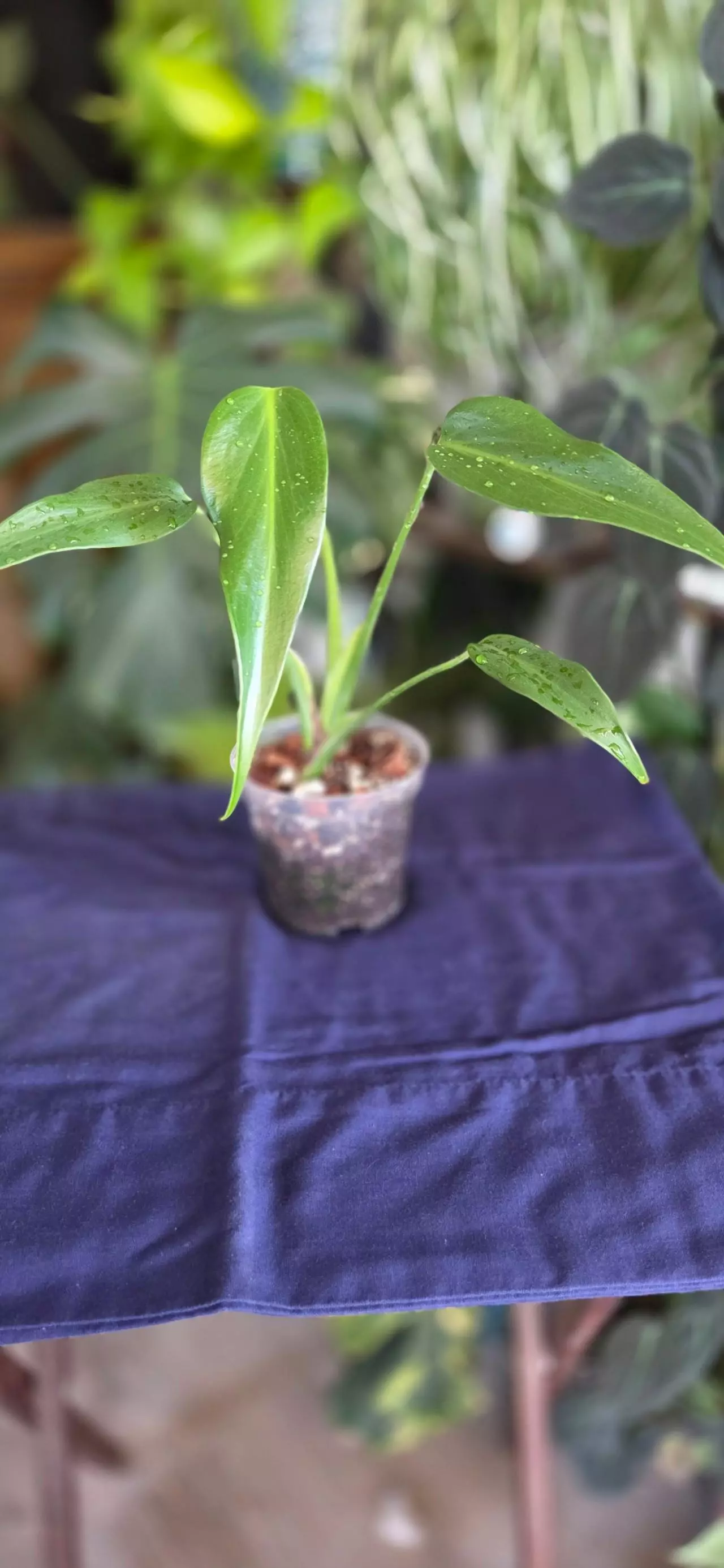 plant/BMF Philodendron-1