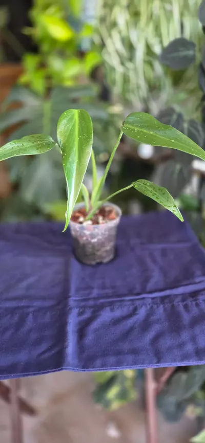 plant/BMF Philodendron-1-thumbnail