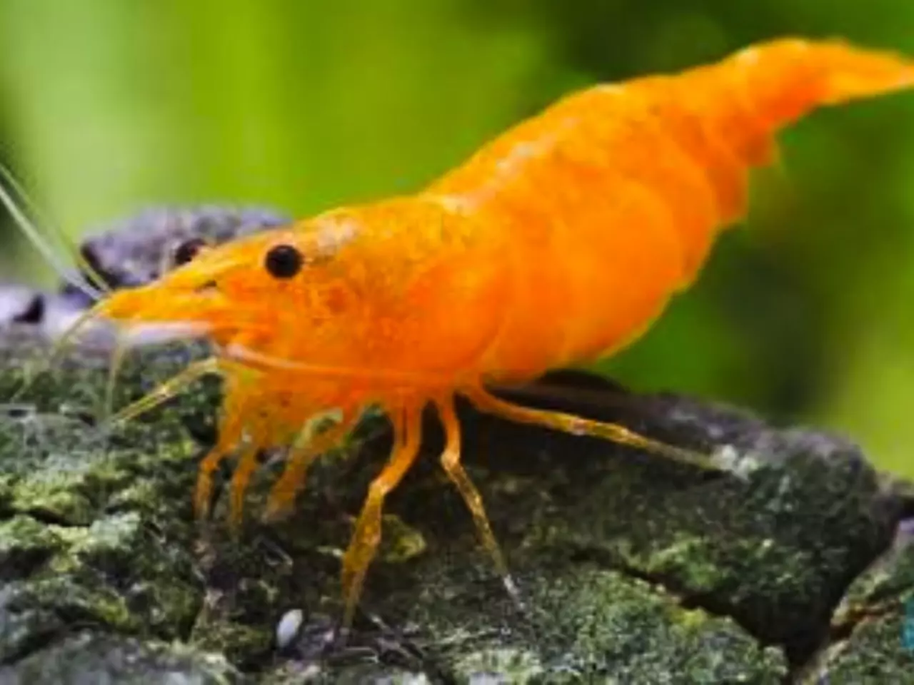 plant/Need some sunshine in your life?  Shrimps Yellow? Orange? Red?-0