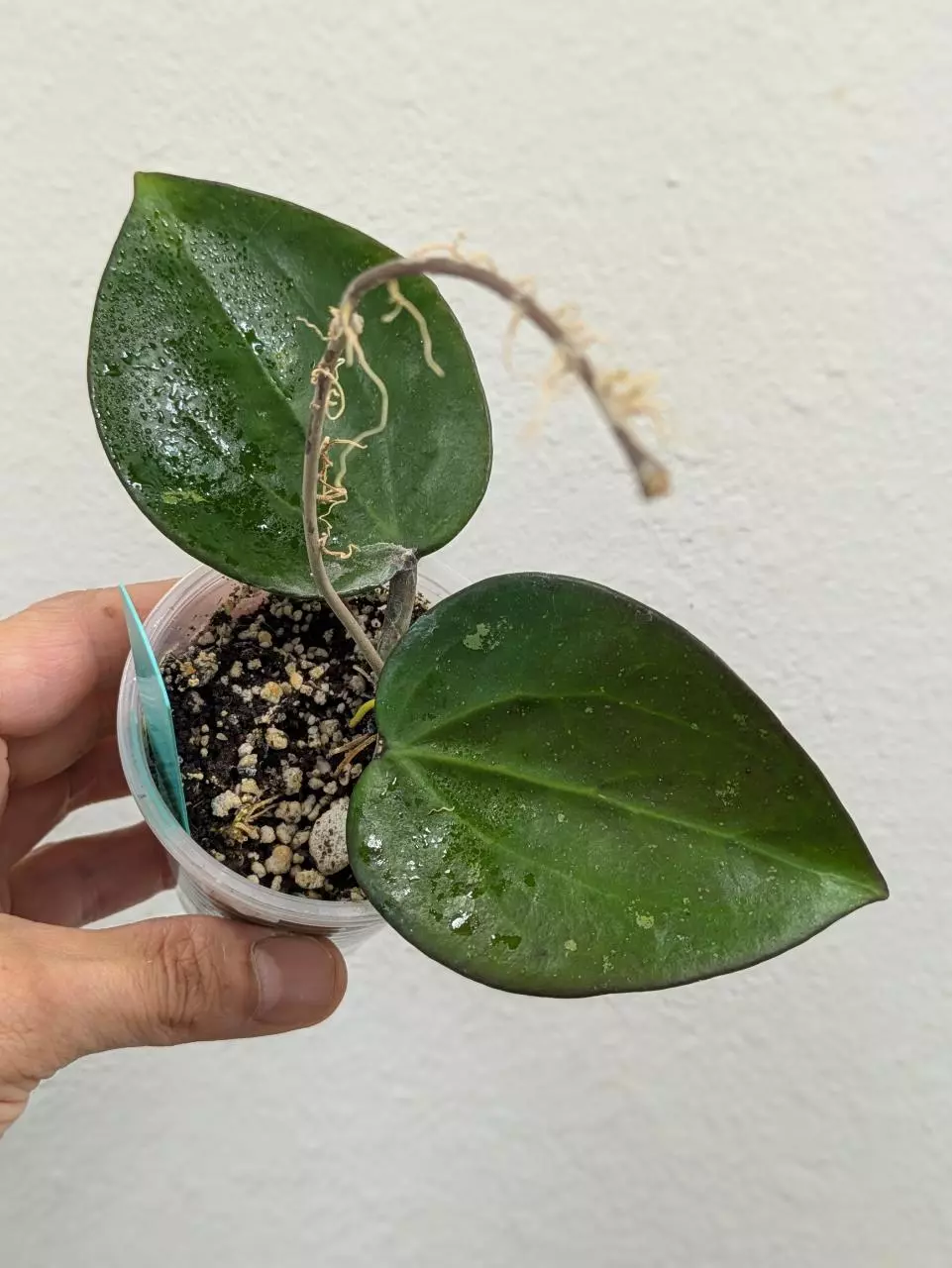 plant/Hoya AH liza (0036)-0
