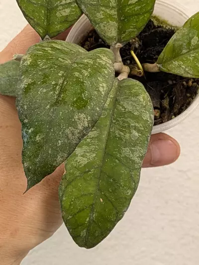plant/Hoya previously vitellinoides (0041)-2-thumbnail