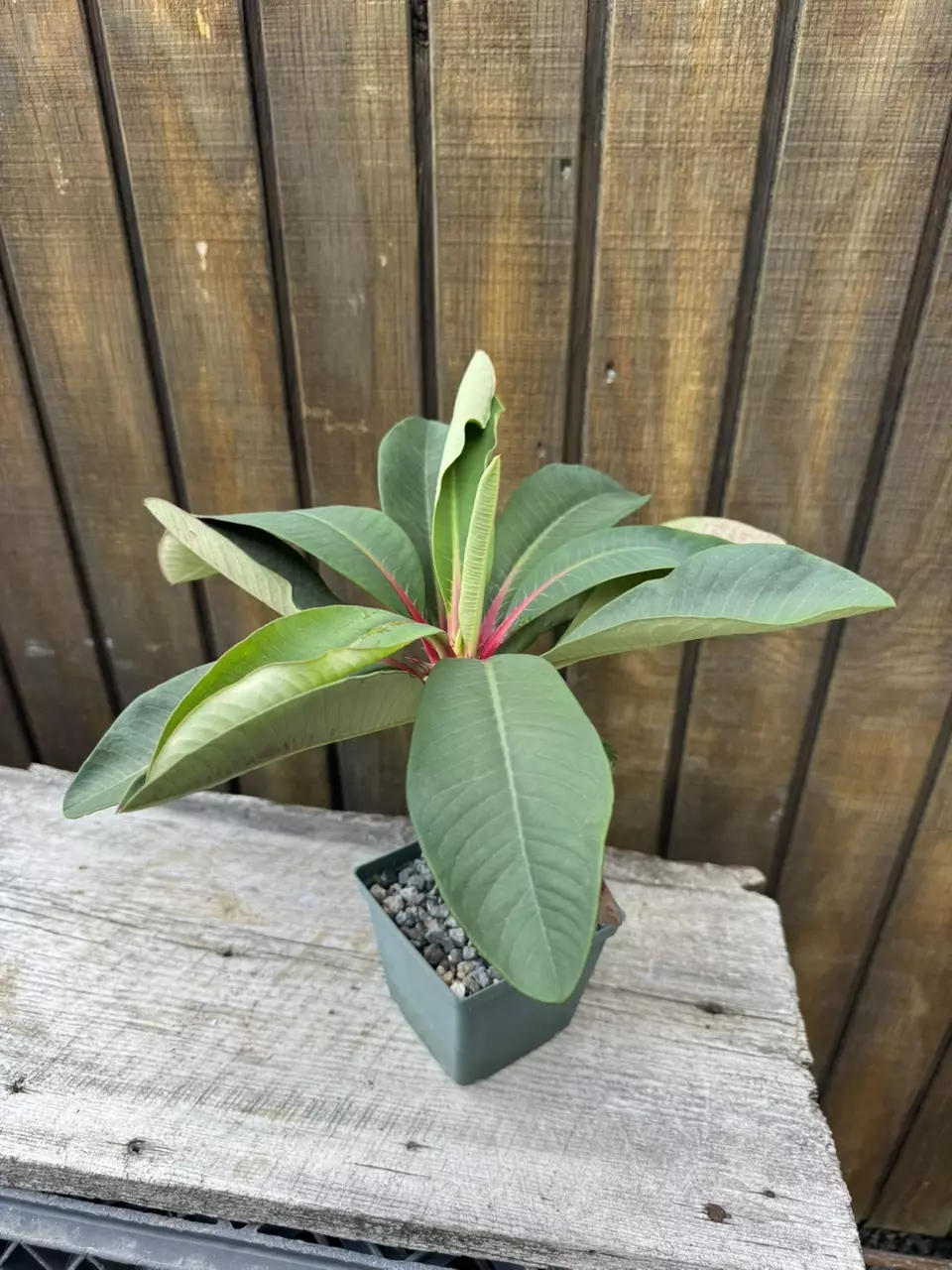 plant/Euphorbia vigueri-3