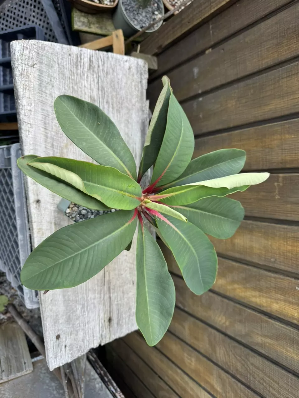 plant/Euphorbia vigueri-1