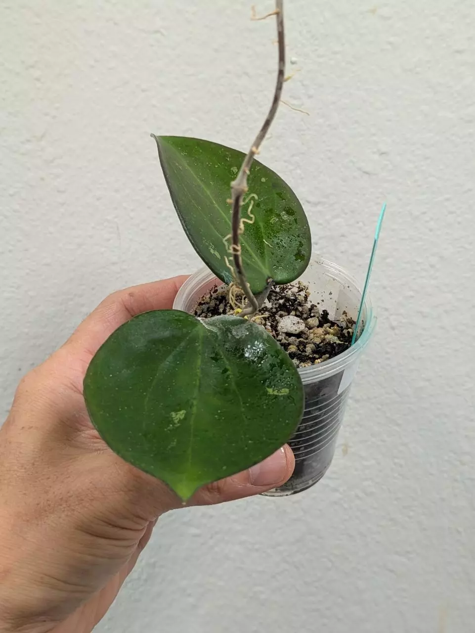 plant/Hoya AH liza (0036)-1