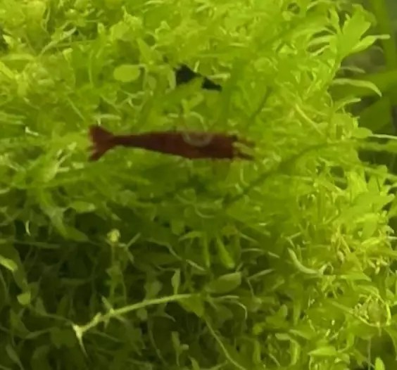 plant/Need some sunshine in your life?  Shrimps Yellow? Orange? Red?-2