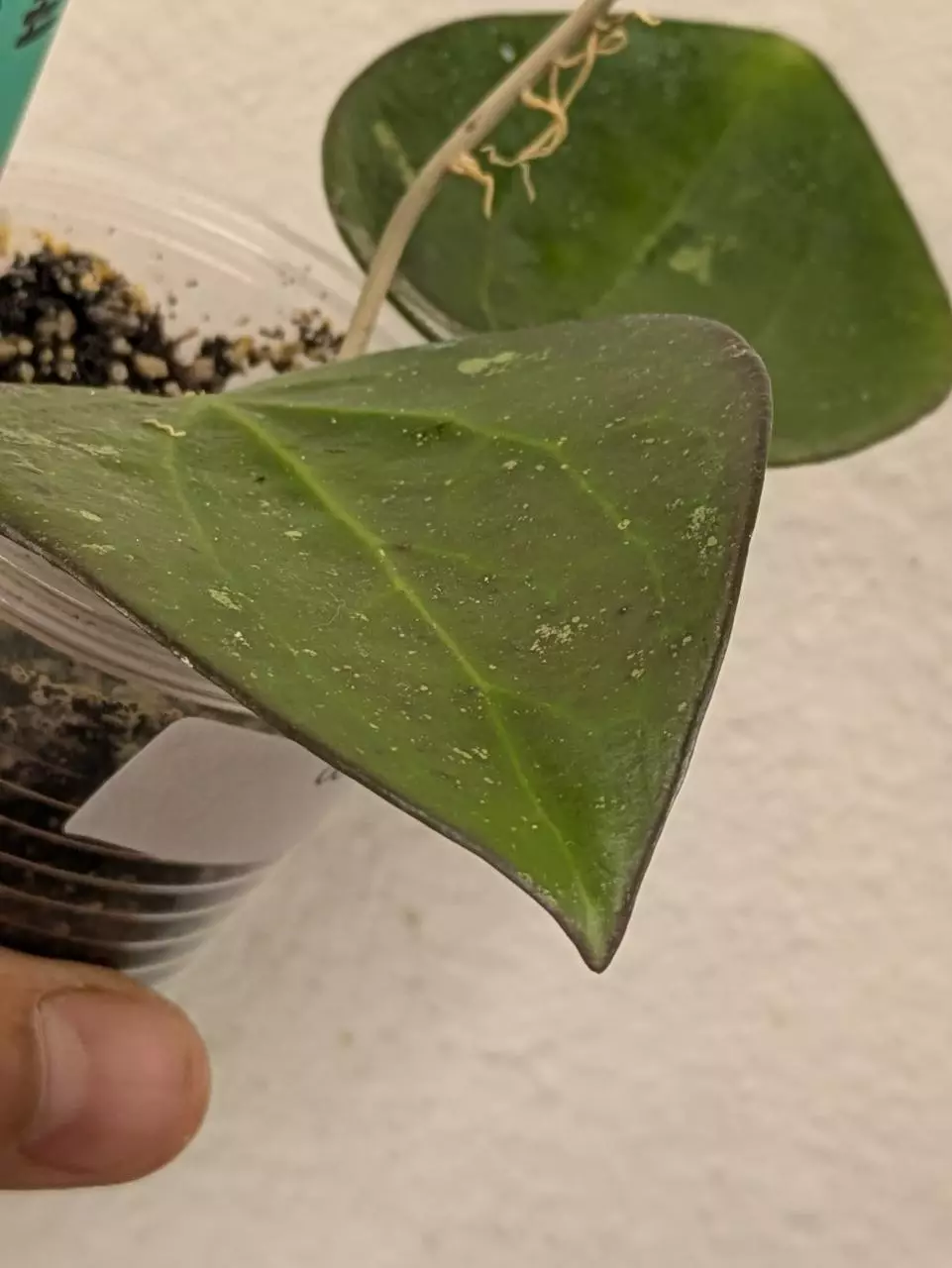 plant/Hoya AH liza (0036)-3