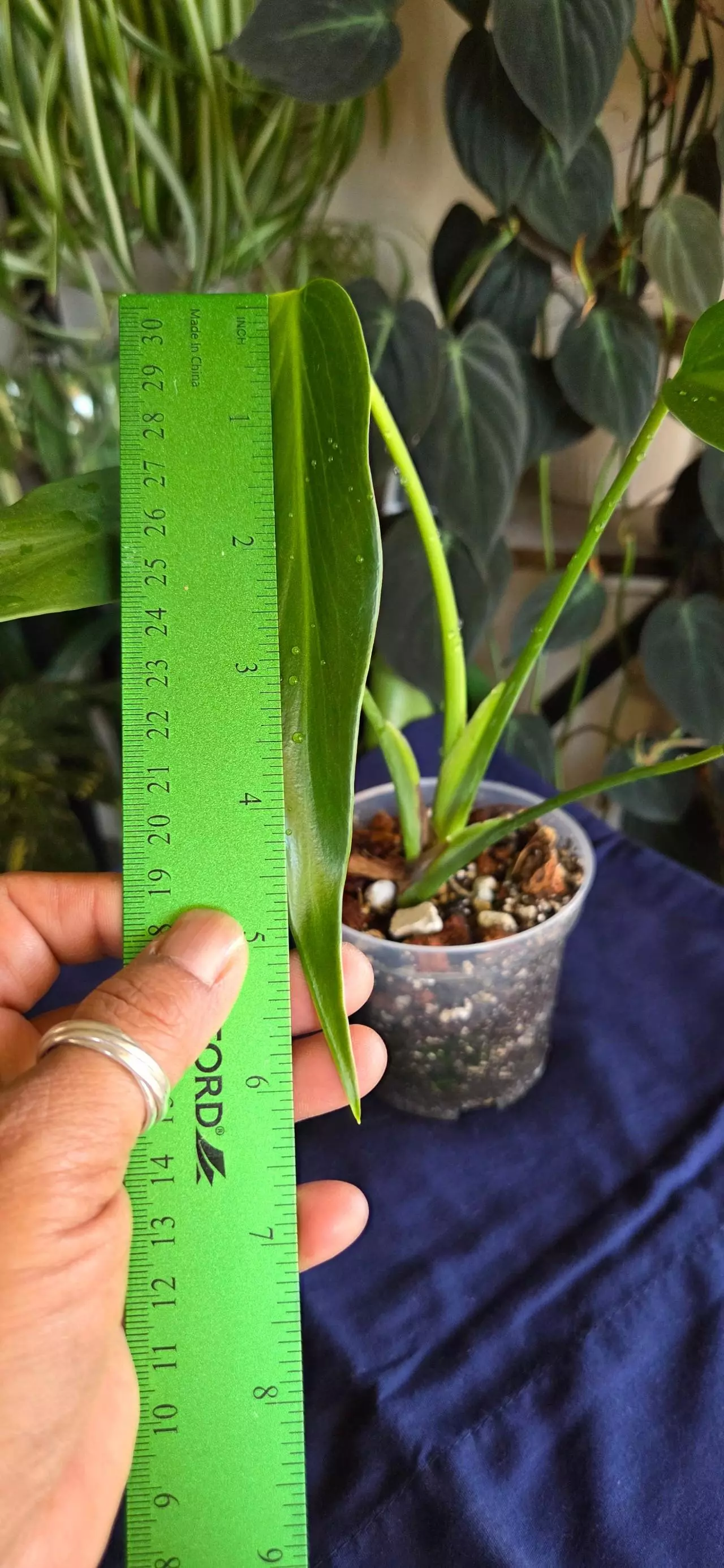 plant/BMF Philodendron-2