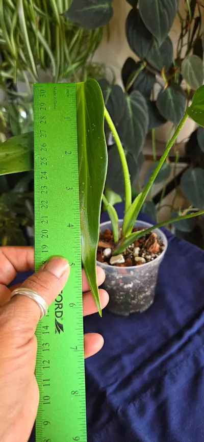 plant/BMF Philodendron-2-thumbnail