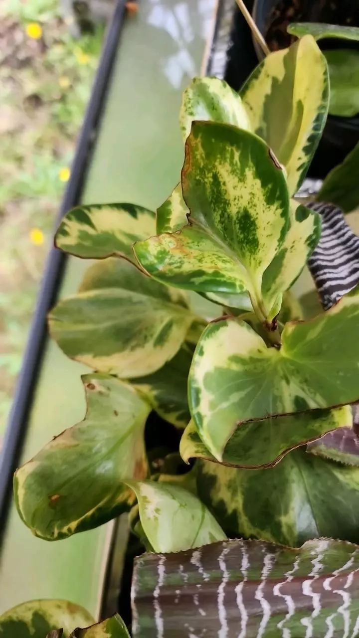 plant/GC 4" peperomia obtusifolia variegated-2