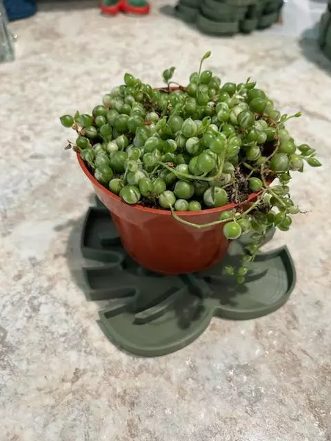 plant/3 TRAYS FOR $25-1