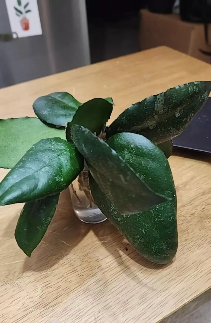plant/Hoya Cudatta Sumatra 3  cuttings for 10.-0