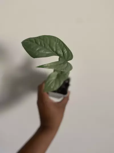 plant/Rare Monstera Spider-Man Starter Plant Philodendron Royal Queen Bundle-0-thumbnail