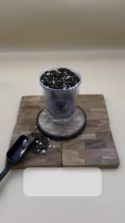 plant/3” Self-Watering Wick System Pot-0-thumbnail