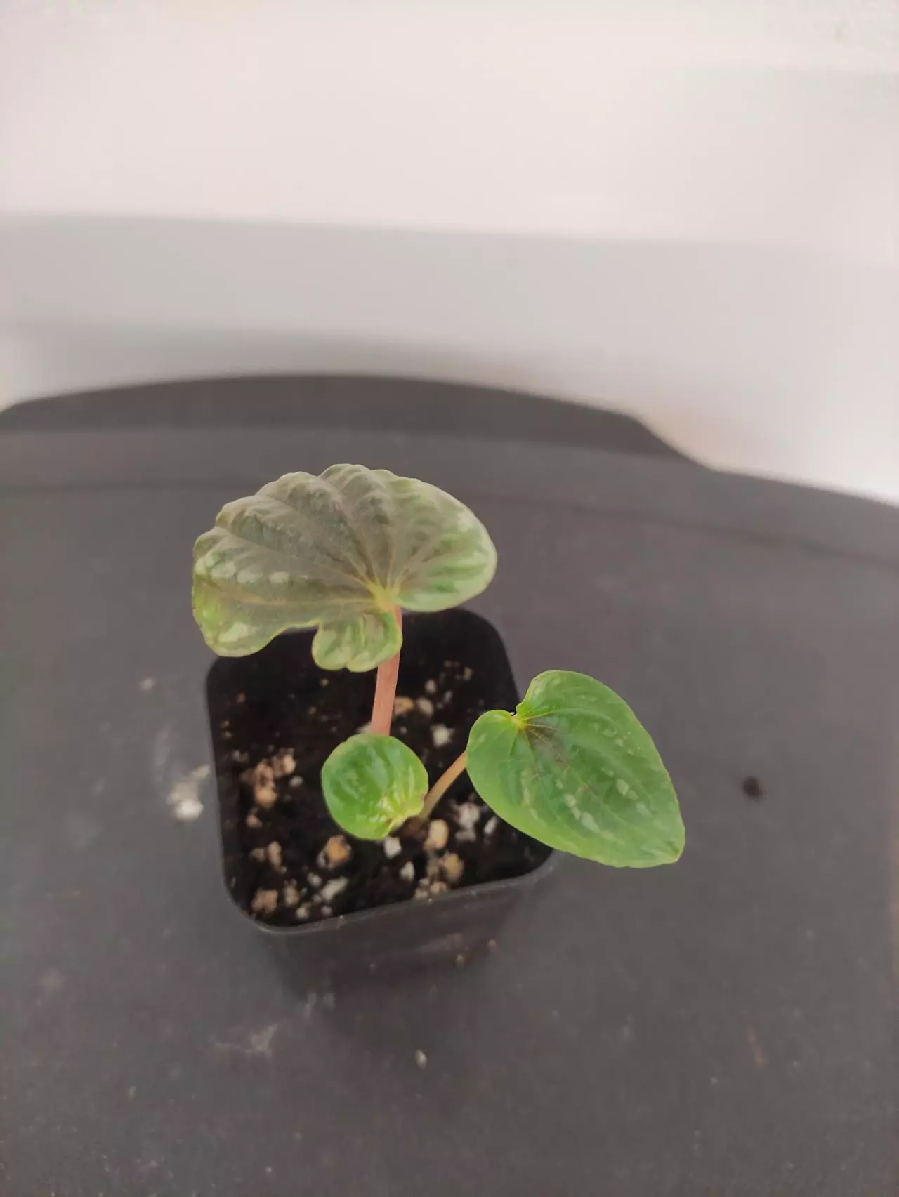 plant/Peperomia caperata-0