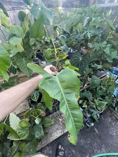 plant/Philodendron Jerry Horn-0-thumbnail