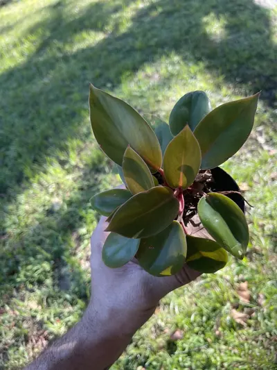 plant/Philodendron Mini Congo Rojo-0-thumbnail