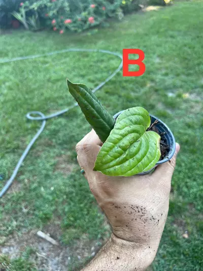 plant/Anthurium Radicans pure species-5-thumbnail