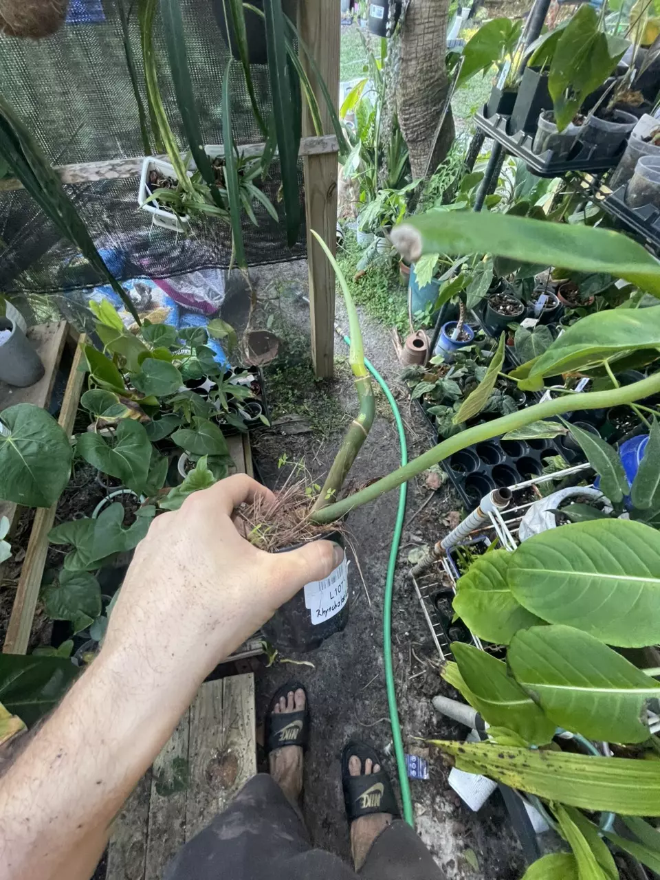 plant/Philodendron Jerry Horn-1