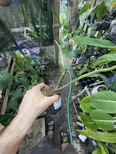 plant/Philodendron Jerry Horn-1-thumbnail