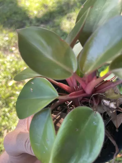 plant/Philodendron Mini Congo Rojo-2-thumbnail