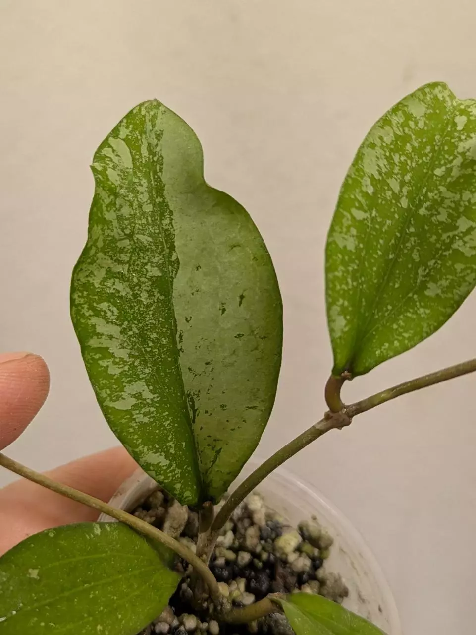 plant/Hoya erythrina splash (0043)-1