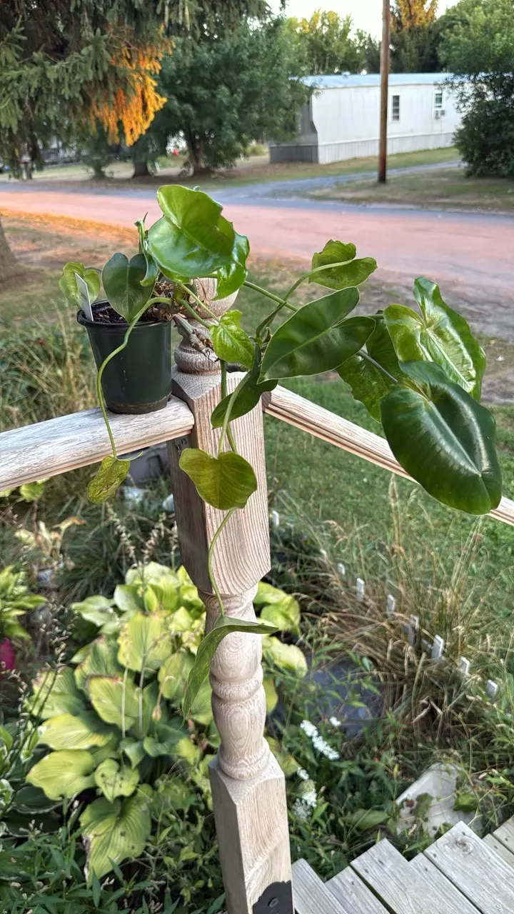 plant/Philodendron Burle Max-0