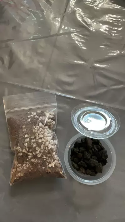 plant/Carnivore soil-0-thumbnail