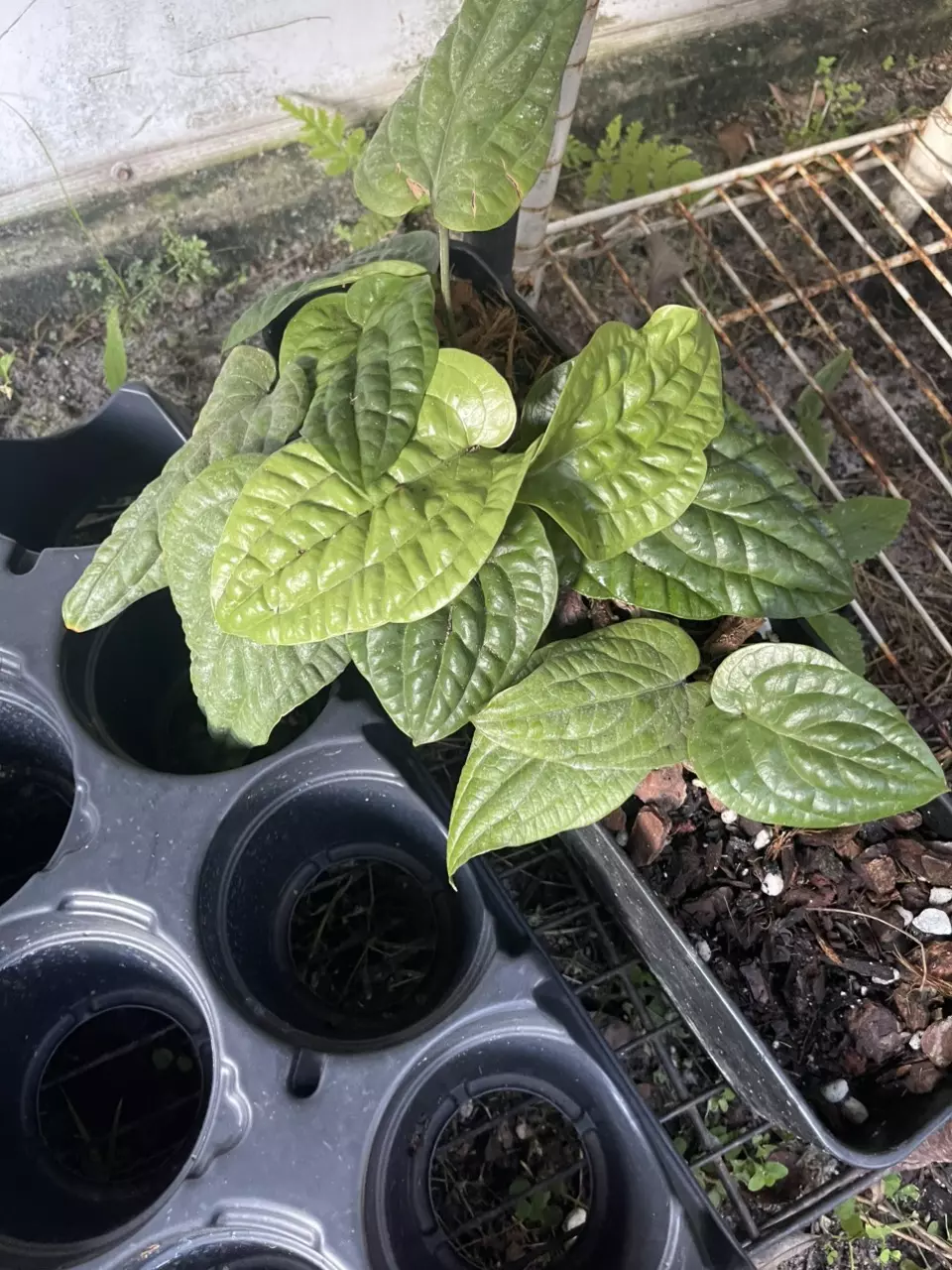 plant/Anthurium Radicans pure species-0