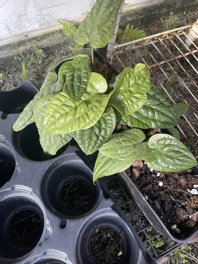 plant/Anthurium Radicans pure species-0-thumbnail