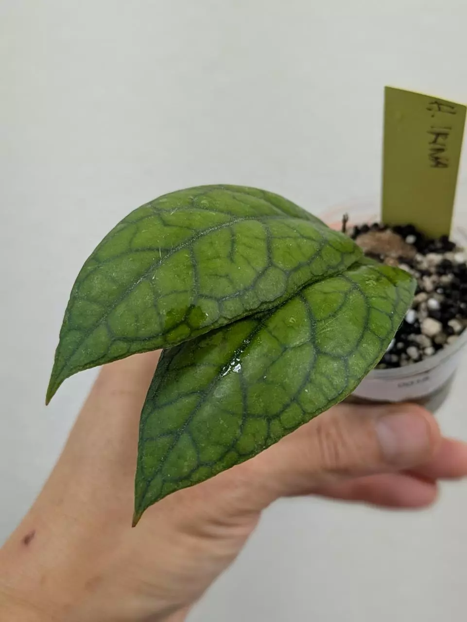 plant/Hoya irina (0018)-1