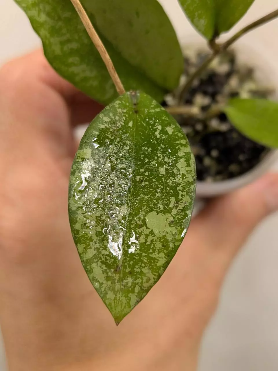 plant/Hoya erythrina splash (0043)-2