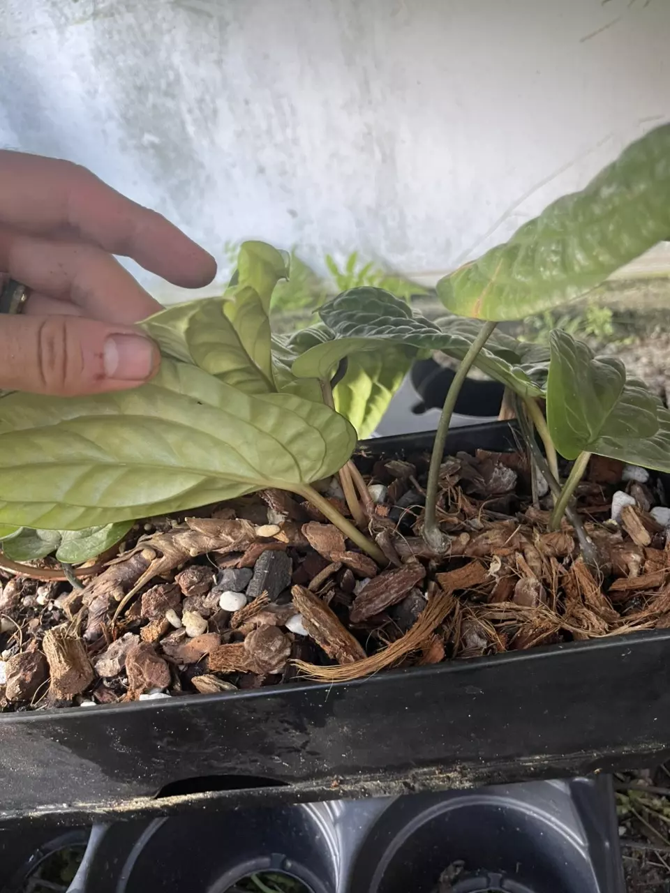 plant/Anthurium Radicans pure species-1