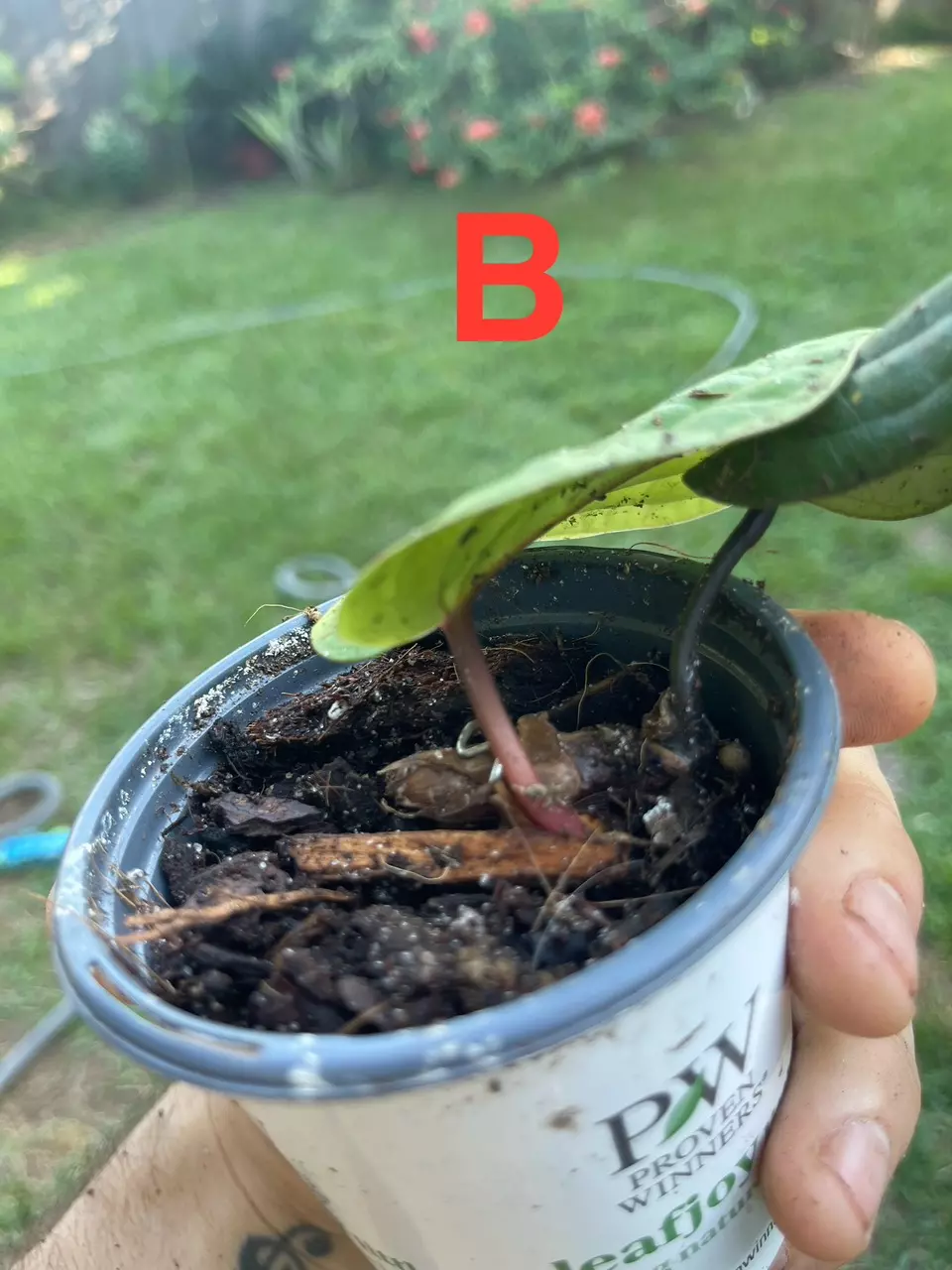 plant/Anthurium Radicans pure species-6