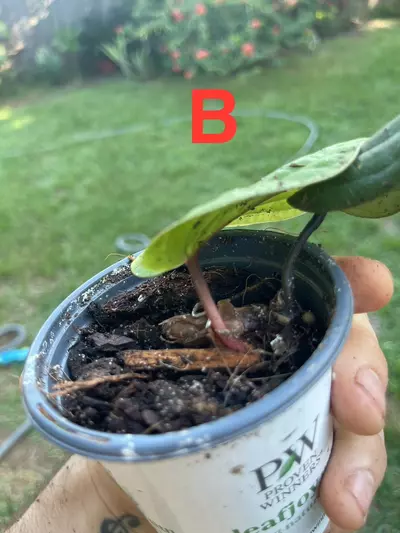 plant/Anthurium Radicans pure species-6-thumbnail