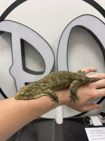 plant/Leachie-0-thumbnail