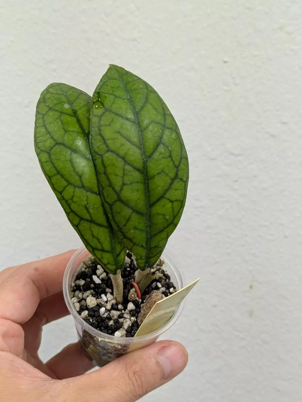 plant/Hoya irina (0018)-0