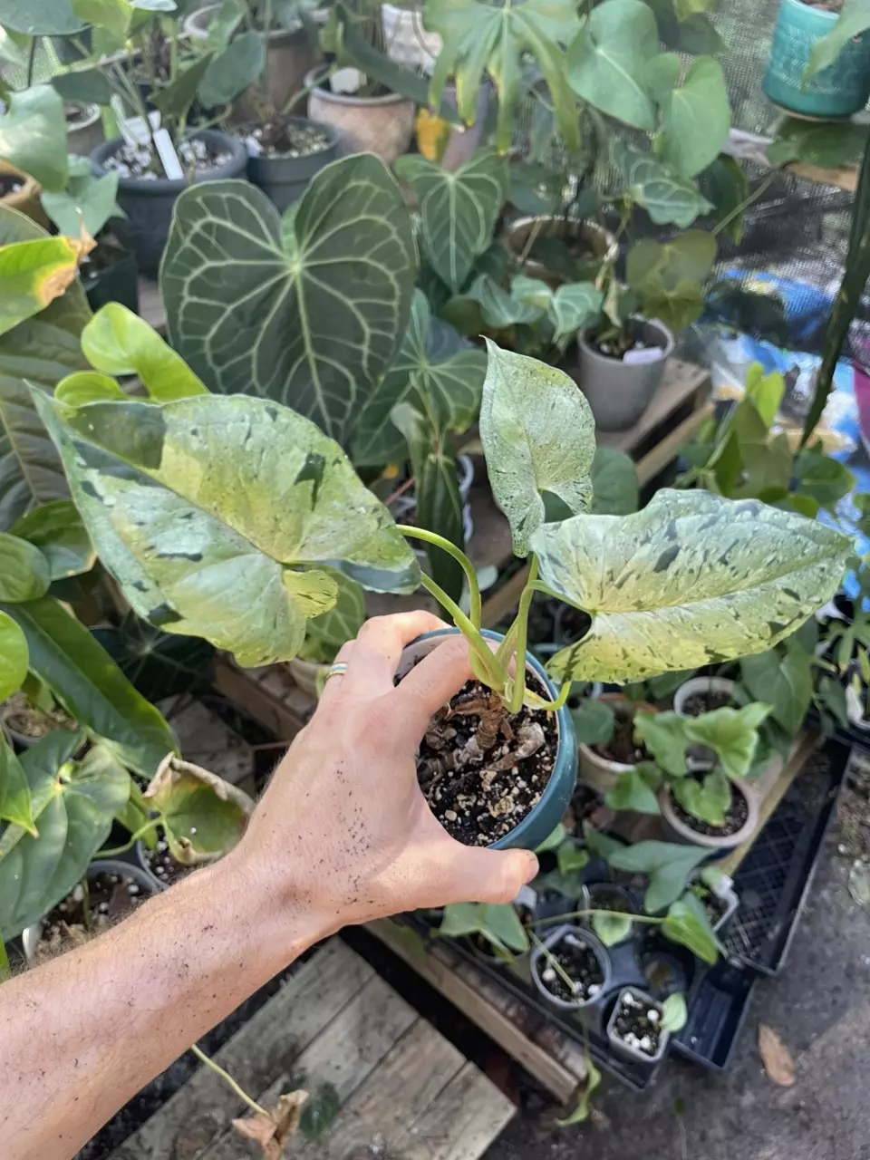 plant/Syngonium Green spot-0