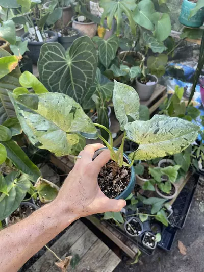 plant/Syngonium Green spot-0-thumbnail