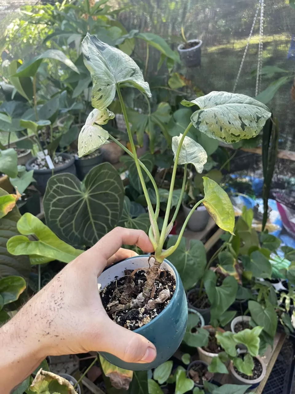 plant/Syngonium Green spot-1