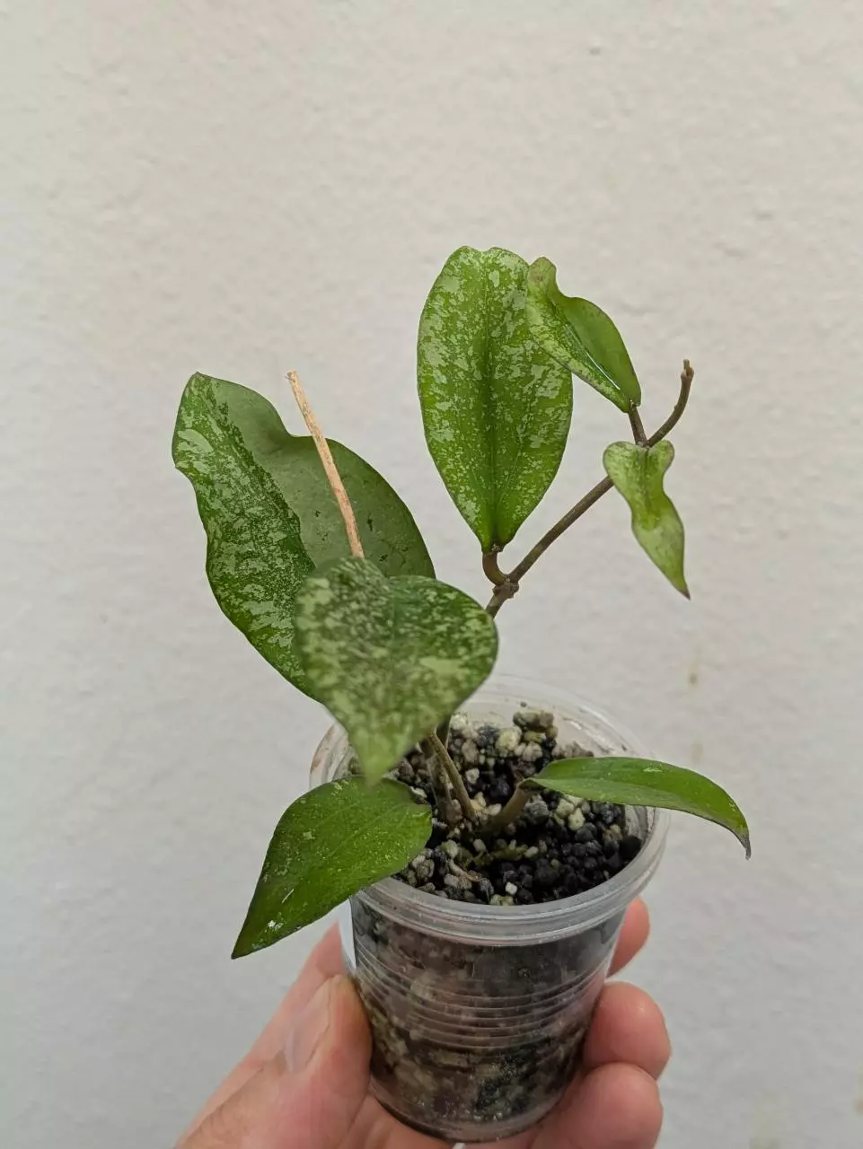plant/Hoya erythrina splash (0043)-0