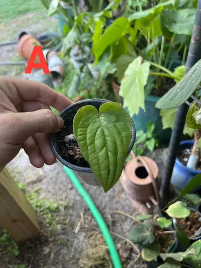 plant/Anthurium Radicans pure species-3-thumbnail