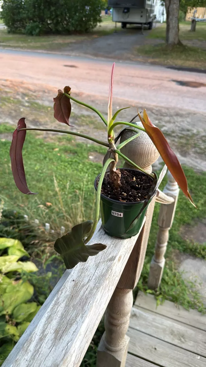 plant/Philodendron Atabapopoense-0