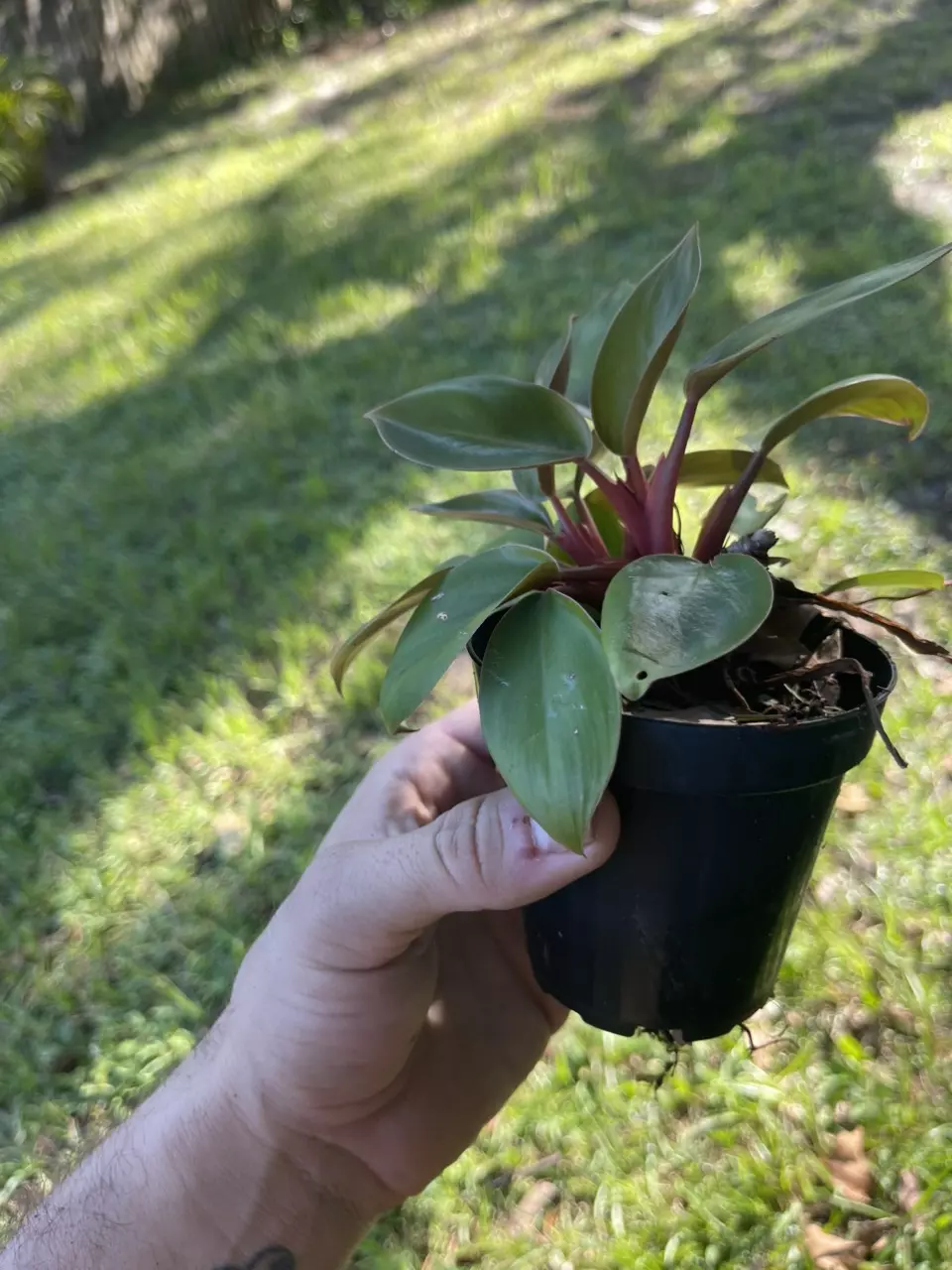 plant/Philodendron Mini Congo Rojo-1