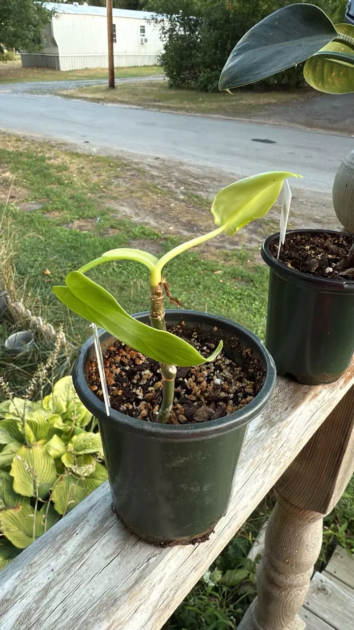 plant/Philodendron Golden Violin-0