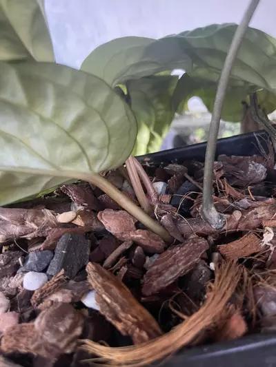 plant/Anthurium Radicans pure species-2-thumbnail