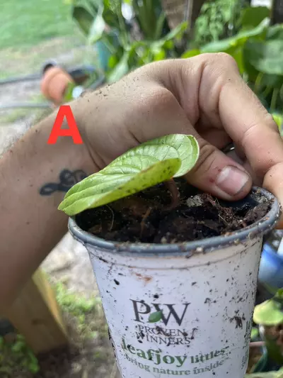 plant/Anthurium Radicans pure species-4-thumbnail