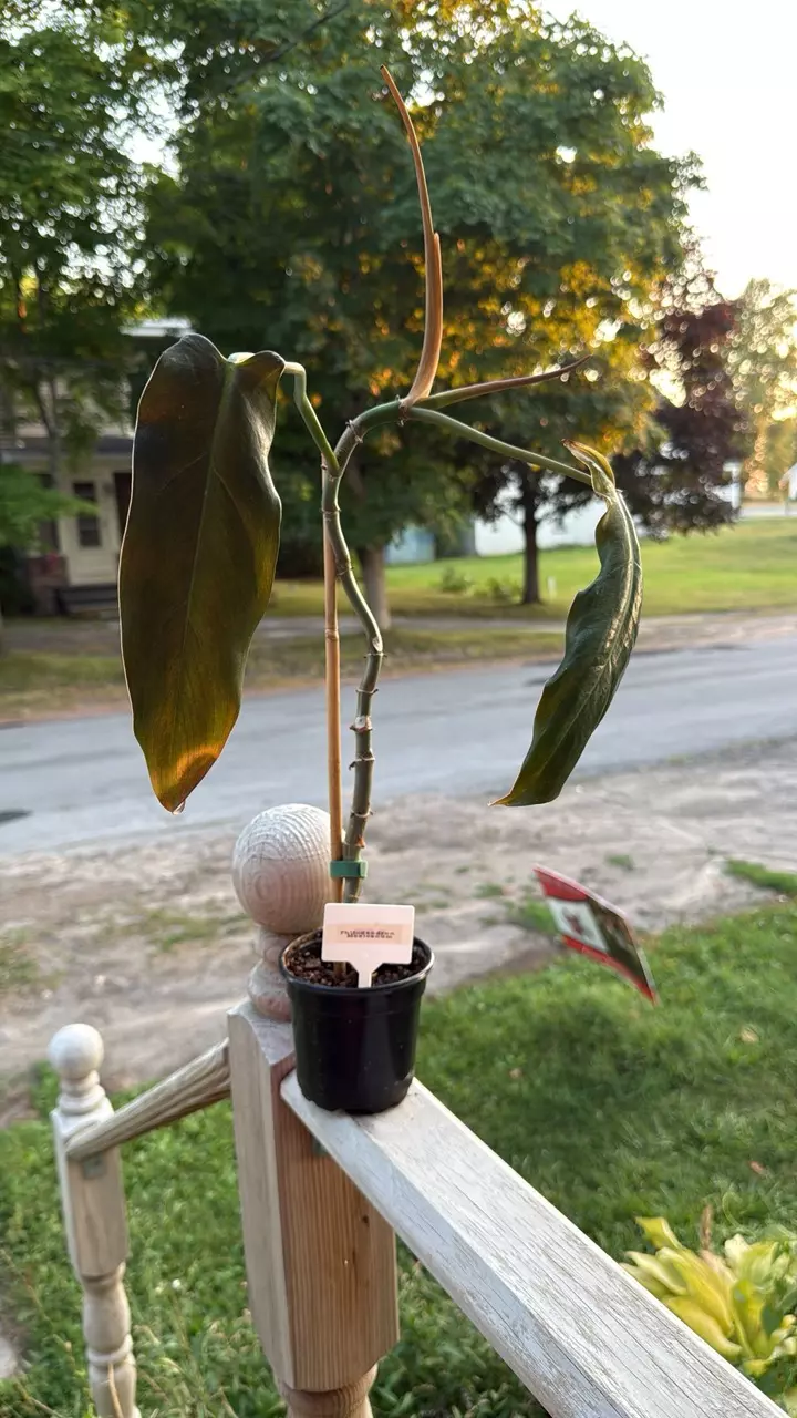 plant/Philodendron Mexicanum-0