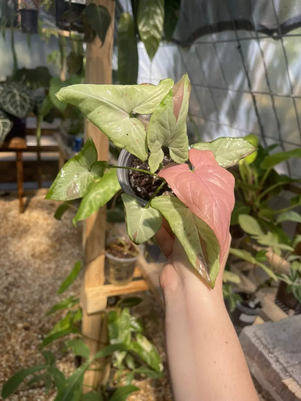 plant/Syngonium Pink Salmon-0