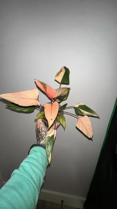 plant/Homalomena Pink Diamond-3-thumbnail